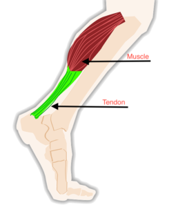 diagram of a calf muscle and tendon